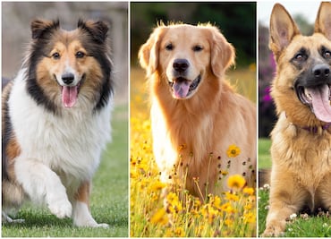 Las 10 razas de perros más inteligentes, de acuerdo con American Kennel Club