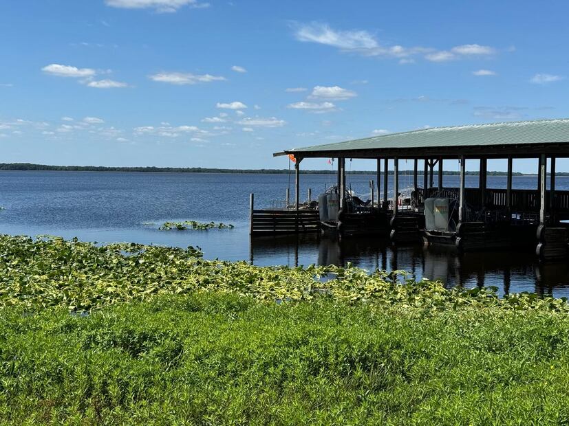 Wild Florida