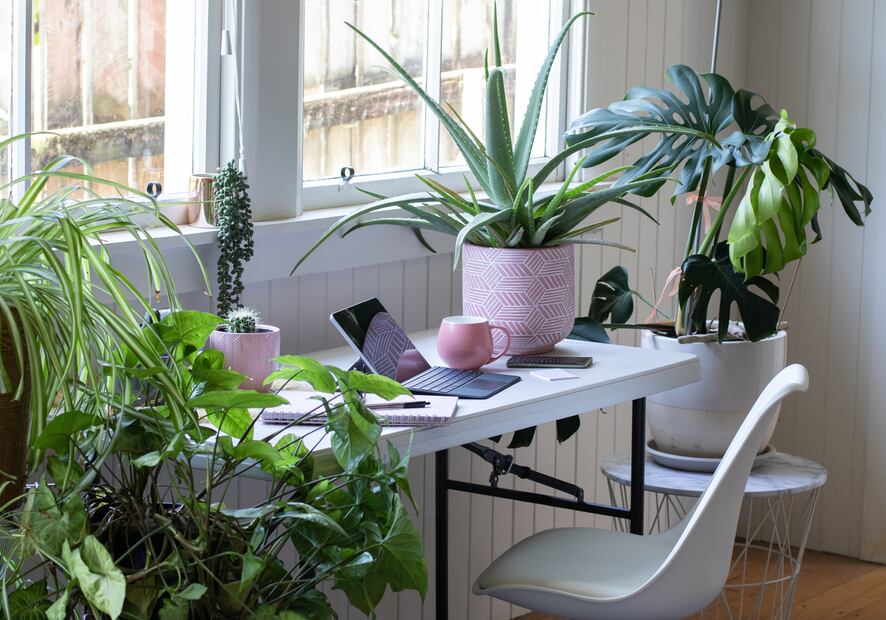 Estas 7 plantas ayudarán a mantener fresca tu casa durante estas olas de calor. Foto: iSTOCK-Tanya Paton