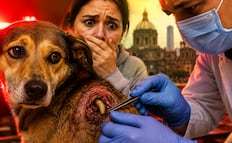 Alerta por primer caso de gusano barrenador en CDMX: ¿Cómo identificar la infección en humanos y mascotas HOY? 