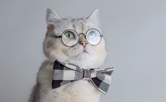 ¿Cuántos años viven los gatos? ¿Qué tan cierto es lo de las siete vidas?