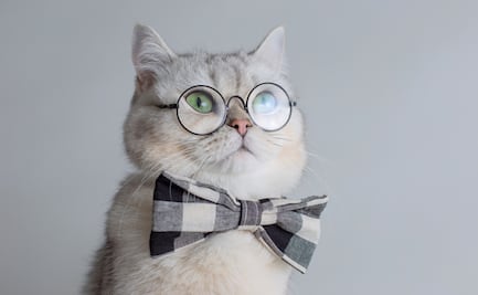 ¿Cuántos años viven los gatos? ¿Qué tan cierto es lo de las siete vidas?