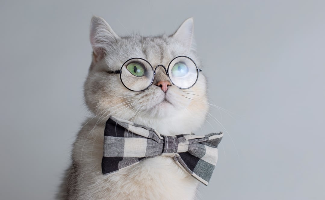 Las siete vidas de los gatos. Foto: iStock-Natasha Zakharova