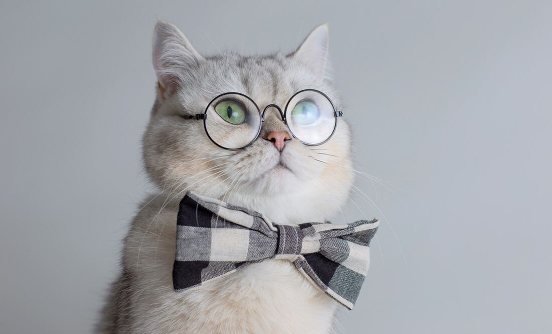 Las siete vidas de los gatos. Foto: iStock-Natasha Zakharova