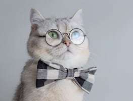 ¿Cuántos años viven los gatos? ¿Qué tan cierto es lo de las siete vidas?