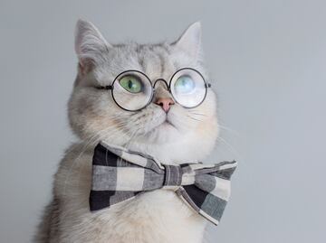 ¿Cuántos años viven los gatos? ¿Qué tan cierto es lo de las siete vidas?