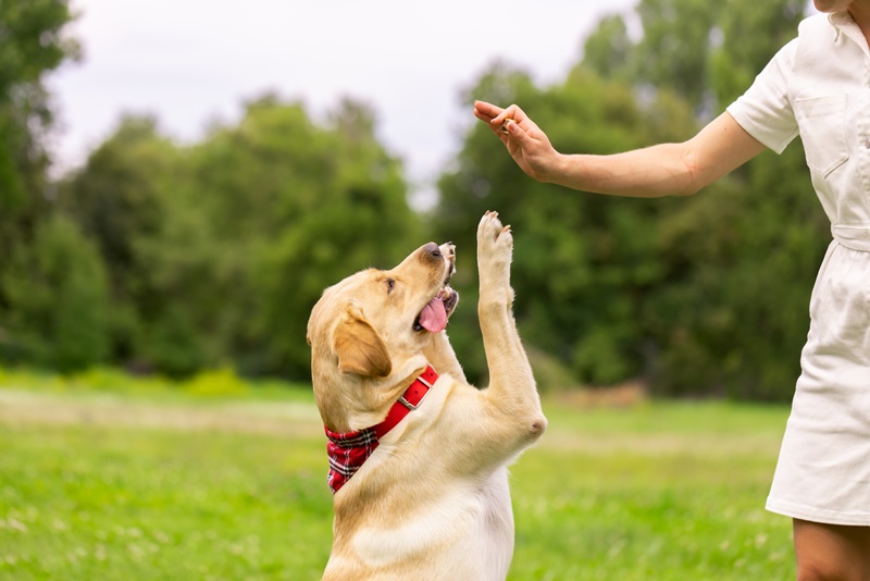 Labrador. Foto: iSTOCK-Sergii Kolesnikov