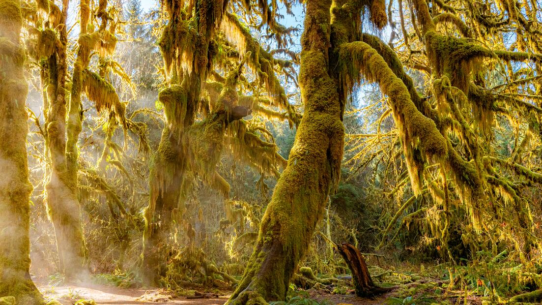 A path in the fairy green forest. The forest along the trail is filled with old temperate trees covered in green and brown mosses. Hoh Rain Forest, Olympic National Park, Washington state, USA