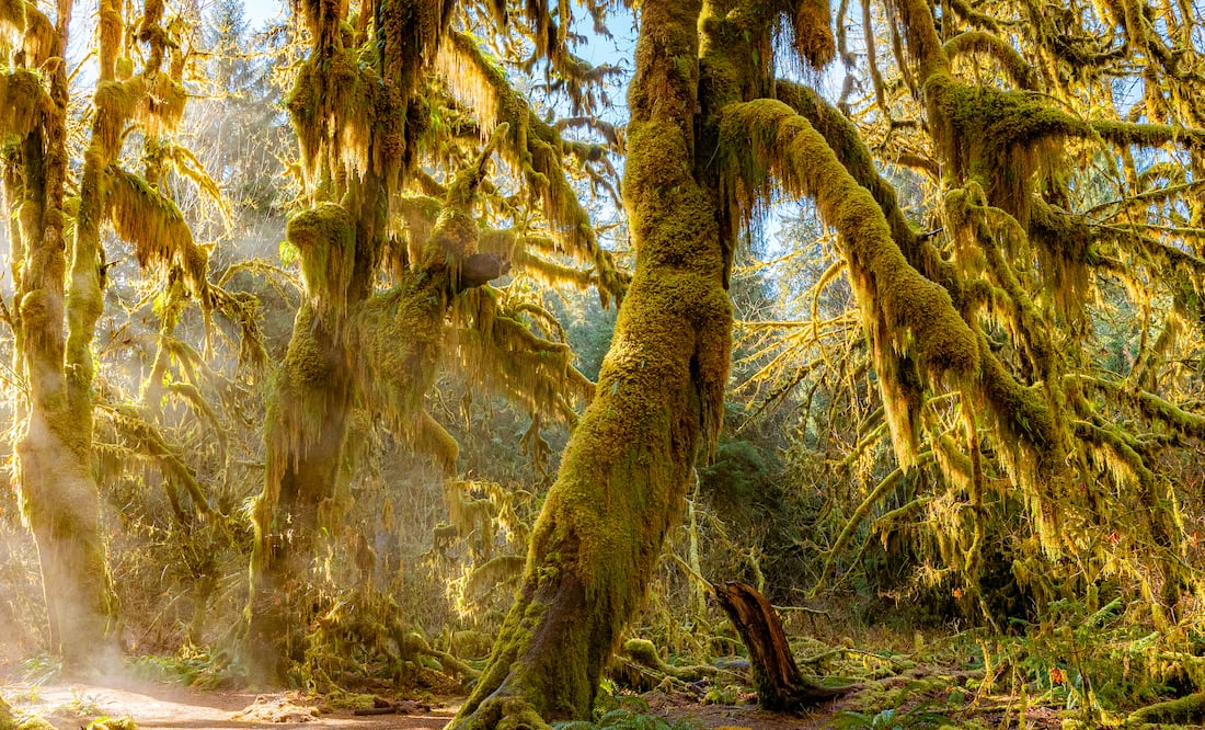 A path in the fairy green forest. Foto: iStock