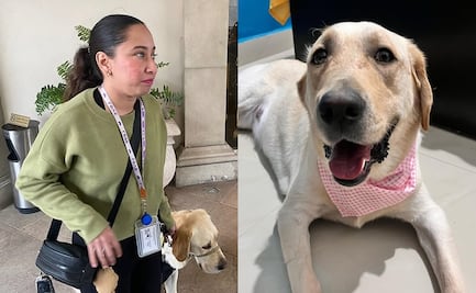 Hotel Safi prohíbe ingreso a perro guía de mujer invidente. ¿A qué lugares puede entrar un perro de servicio, según la ley?