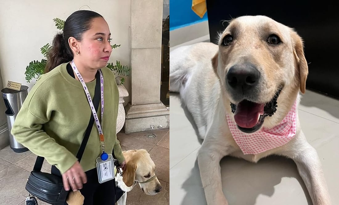 Hotel Safi prohíbe ingreso a perro guía de mujer invidente. ¿Dónde pueden entrar, según la ley? Foto: Captura Instagram
