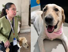 Hotel Safi prohíbe ingreso a perro guía de mujer invidente. ¿A qué lugares puede entrar un perro de servicio, según la ley?