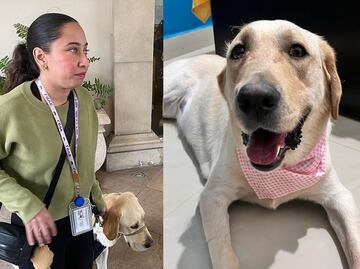 Hotel Safi prohíbe ingreso a perro guía de mujer invidente. ¿A qué lugares puede entrar un perro de servicio, según la ley?