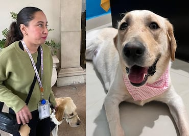 Hotel Safi prohíbe ingreso a perro guía de mujer invidente. ¿A qué lugares puede entrar un perro de servicio, según la ley?