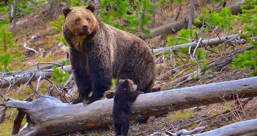 ¿Cuánto pesan los animales más grandes del mundo?