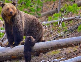 ¿Cuánto pesan los animales más grandes del mundo?