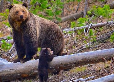 ¿Cuánto pesan los animales más grandes del mundo?