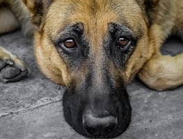 Acusan a hombre por dispararle a su perro en la cara; le dan 18 meses de prisión