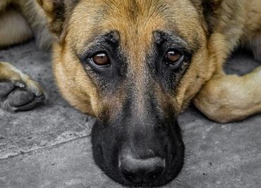 Acusan a hombre por dispararle a su perro en la cara; le dan 18 meses de prisión