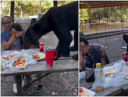 Viral. Oso sorprende a familia y roba almuerzo en parque "Chipinque" en San Pedro Garza, Nuevo León