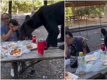 Viral. Oso sorprende a familia y roba almuerzo en parque "Chipinque" en San Pedro Garza, Nuevo León