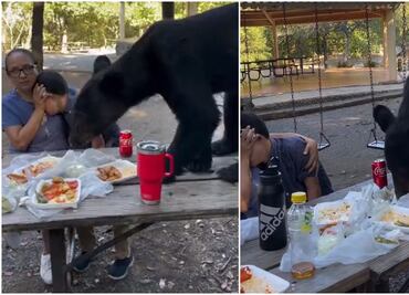 Viral. Oso sorprende a familia y roba almuerzo en parque "Chipinque" en San Pedro Garza, Nuevo León