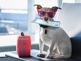 Video. Tiktoker comparte truco para volar con mascotas en la cabina del avión