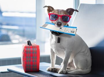 Video. Tiktoker comparte truco para volar con mascotas en la cabina del avión