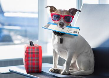 Video. Tiktoker comparte truco para volar con mascotas en la cabina del avión