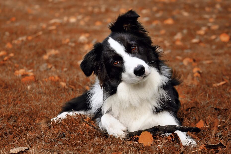 7 razas de perros más propensas a tener ansiedad, según los expertos. Foto: iSTOCK-Radim Ryba