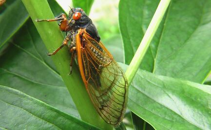 Regresan las cigarras ‘zombis’, insectos infectados en West Virginia