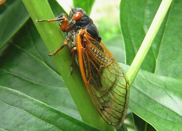 Regresan las cigarras ‘zombis’, insectos infectados en West Virginia