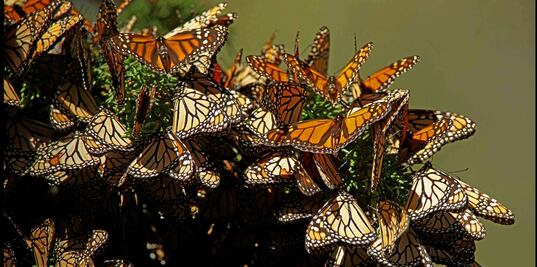 Mariposa monarca huye del frío de Canadá y EU y llega puntual a México