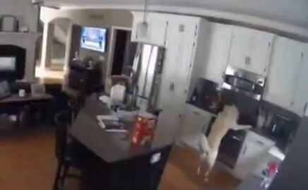 Video. Perro incendia su casa en Missouri tras encender la estufa 