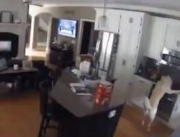 Video. Perro incendia su casa en Missouri tras encender la estufa