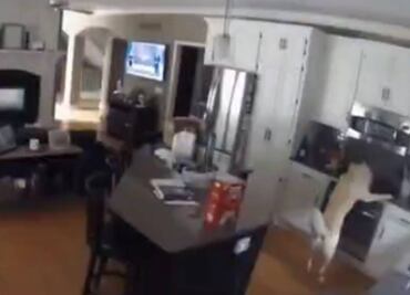 Video. Perro incendia su casa en Missouri tras encender la estufa