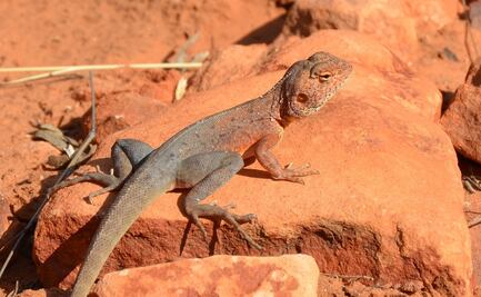 Emiten alerta por lagartos invasores en Florida