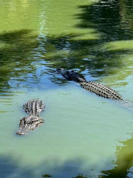 Wild Florida
