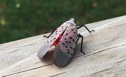 Insecto invasor de Asia amenaza cultivos en Nueva York y Nueva Jersey