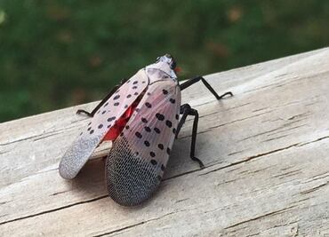 Insecto invasor de Asia amenaza cultivos en Nueva York y Nueva Jersey