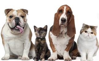 ¿Cuál es la importancia de esterilizar a tus mascotas, según los expertos?