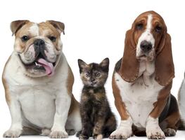 ¿Cuál es la importancia de esterilizar a tus mascotas, según los expertos?