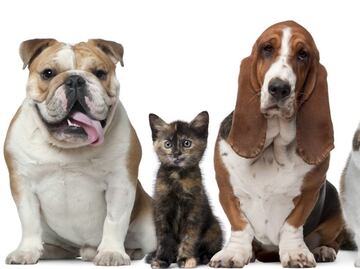 ¿Cuál es la importancia de esterilizar a tus mascotas, según los expertos?