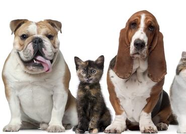 ¿Cuál es la importancia de esterilizar a tus mascotas, según los expertos?