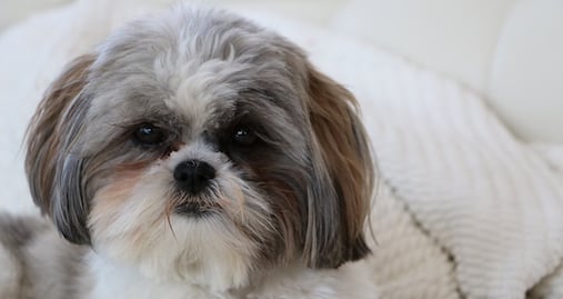 Sacrifican a perro para enterrarlo con su dueña en Virginia