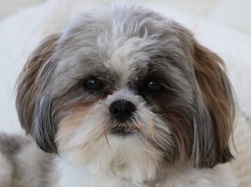 Sacrifican a perro para enterrarlo con su dueña en Virginia