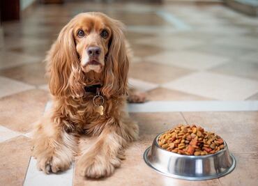 Las vitaminas que tu perro necesita para mantenerse saludable, según los expertos