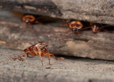 Invasión de cucarachas echa a perder celebración de Halloween en Michigan