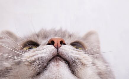 ¿Cómo la nariz de los gatos se convirtió en un laboratorio químico? Esto dice la ciencia