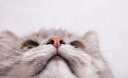 De la calle al espacio. La historia de Félicette, la primera gatita astronauta